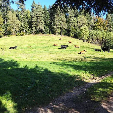 Schwarzwald Erzgrube Badesee 100% Holiday home *